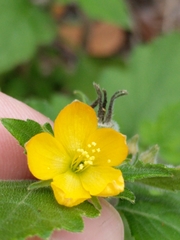 Mentzelia texana