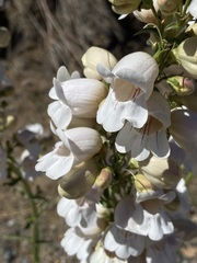 Penstemon reidmoranii