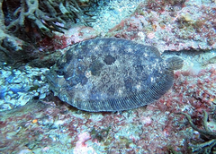 Zeugopterus punctatus