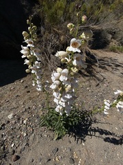 Penstemon reidmoranii