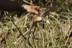 Leptodactylus labyrinthicus