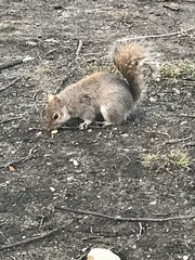 Sciurus carolinensis