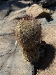 Mammillaria blossfeldiana