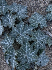Cucurbita cordata