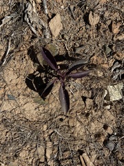 Penstemon reidmoranii