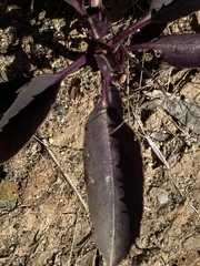 Penstemon reidmoranii