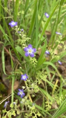 Nemophila pulchella