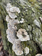 Trametes versicolor