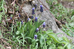 Muscari latifolium
