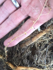 Rhizobium