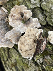 Trametes versicolor