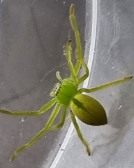 Neosparassus patellatus