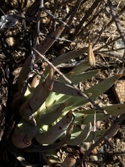 Dudleya albiflora