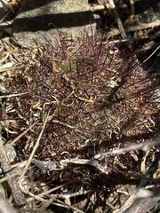 Mammillaria blossfeldiana