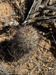 Mammillaria blossfeldiana