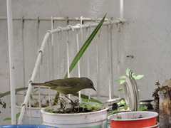 Leiothlypis celata