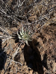 Dudleya albiflora