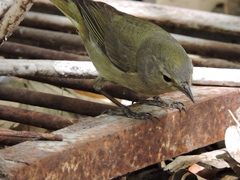 Leiothlypis celata