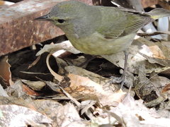 Leiothlypis celata