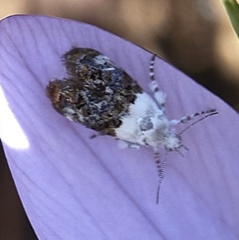 Neocaloreas leucobasis