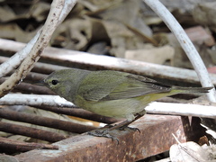 Leiothlypis celata