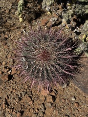 Ferocactus gracilis coloratus