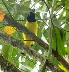Cyanocorax yncas guatimalensis