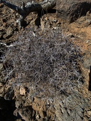 Ambrosia bryantii