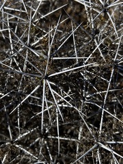Ambrosia bryantii