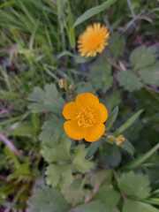 Ranunculus acris