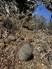 Mammillaria blossfeldiana