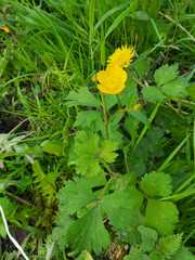 Ranunculus acris
