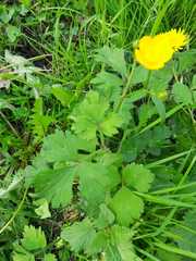 Ranunculus acris