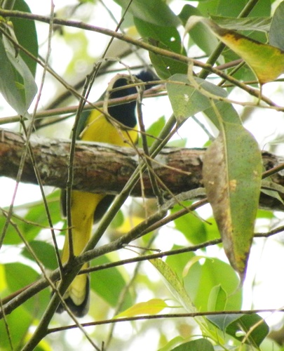 North Venezuelan Inca Jay (Subspecies Cyanocorax yncas guatimalensis ...