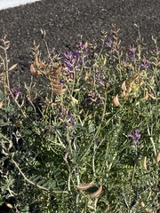Astragalus fastidius