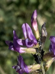 Astragalus fastidius