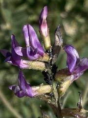 Astragalus fastidius