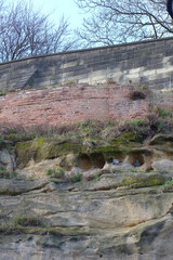Columba livia domestica