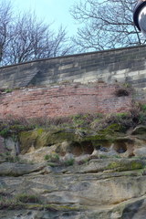 Columba livia domestica