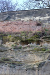 Columba livia domestica