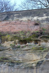 Columba livia domestica