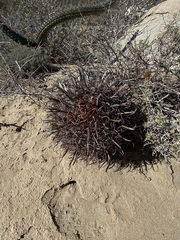 Ferocactus gracilis coloratus