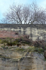 Columba livia domestica