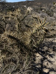 Cylindropuntia molesta molesta