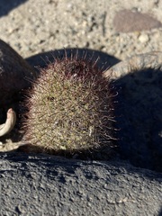 Mammillaria blossfeldiana