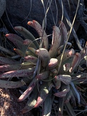Dudleya albiflora