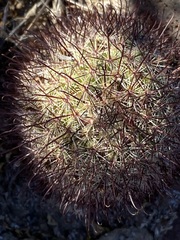 Mammillaria blossfeldiana
