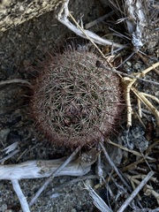 Mammillaria blossfeldiana