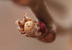 Andricus mamillaformis
