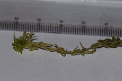 Sphagnum tenellum